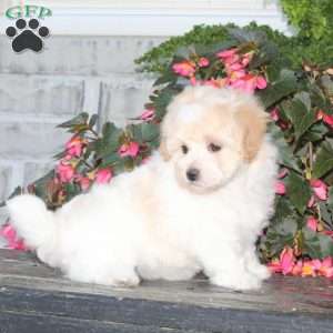Kiara, Havapoo Puppy